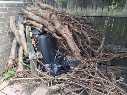 Photo of free Woods (Gilesgate DH1) #1