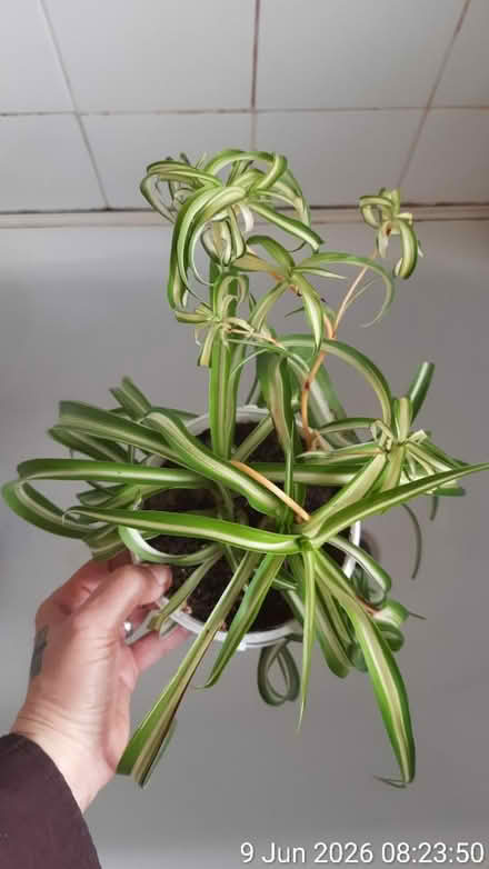 Photo of free Curly variegated spider plant Ø12cm (Edgwarebury Lane) #2