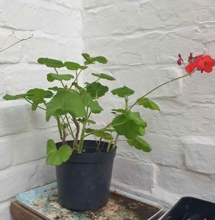 Photo of free Pelargonium (Saint Leonards Ward EX2) #1