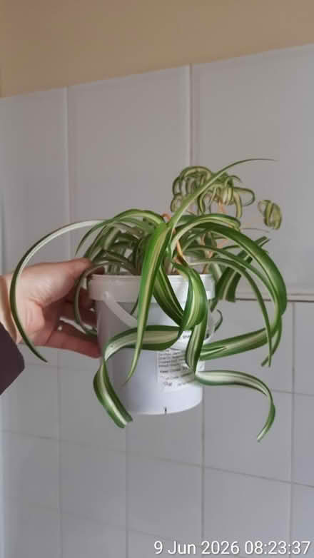 Photo of free Curly variegated spider plant Ø12cm (Edgwarebury Lane) #1