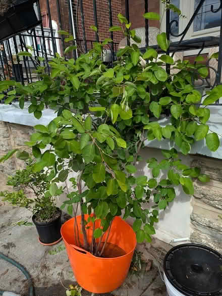 Photo of free Small Serviceberry Tree (Germantown) #1
