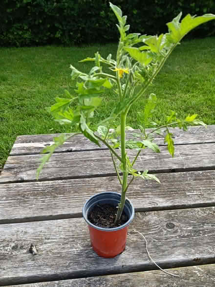 Photo of free Tomato Plants (Chalvington BN27) #1