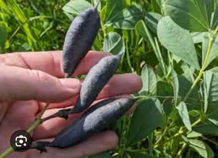 Photo of free Seed pods - False Indigo (Odenton) #2