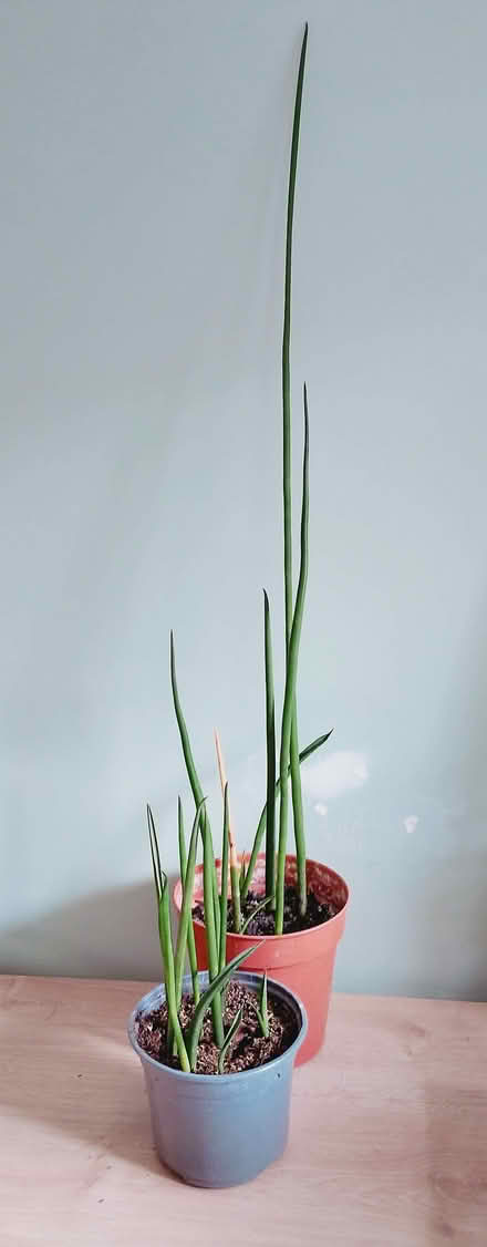 Photo of free Indoor plants (Orton Longueville PE2) #1