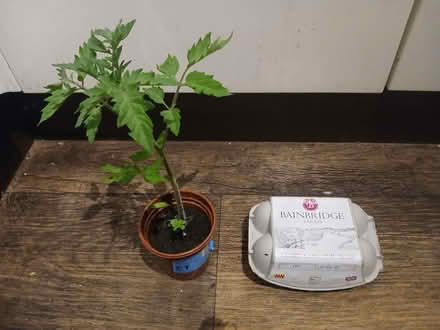 Photo of free Tomato plants (Heeley, S2) #1