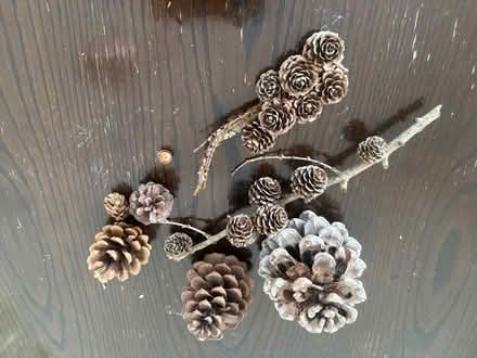 Photo of free Pine Cones (Seven Dials BN1) #1