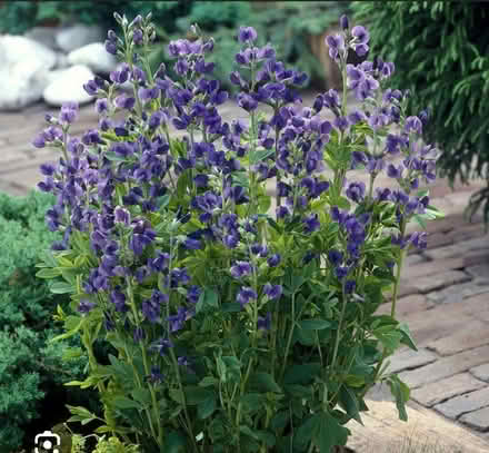 Photo of free Seed pods - False Indigo (Odenton) #1