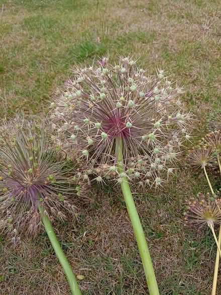 Photo of free Allium flower heads (Woodley RG5) #1