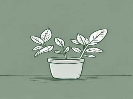 Photo of Indoor plants (Black Dam RG21) #1
