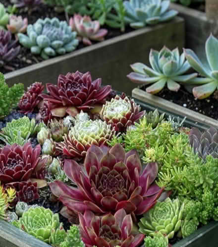 Photo of Outdoor succulent plants (Iver UB8) #1