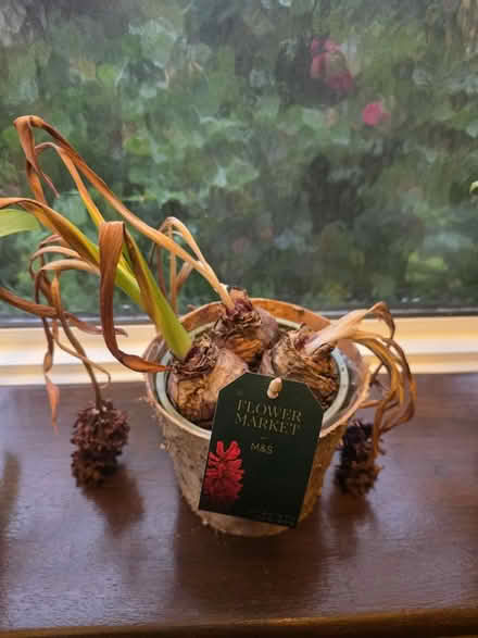 Photo of free Hyacinth Bulbs (Bovingdon) #3