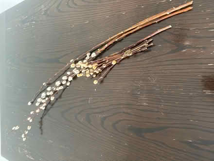Photo of free pussy willow branches (Seven Dials BN1) #1