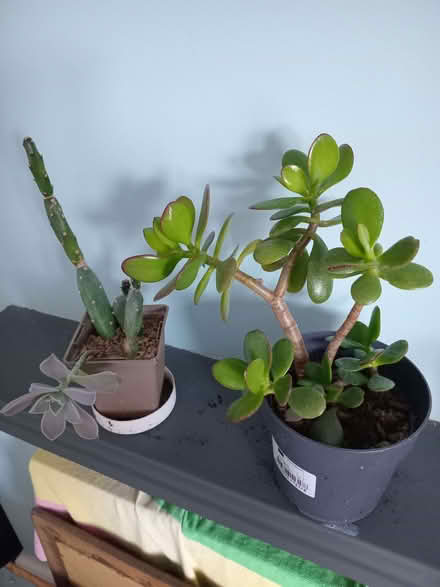 Photo of free 1 succulent and 1 cacti (Eastbourne BN20) #1