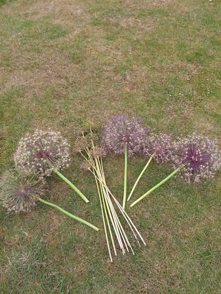 Photo of free Allium flower heads (Woodley RG5) #2
