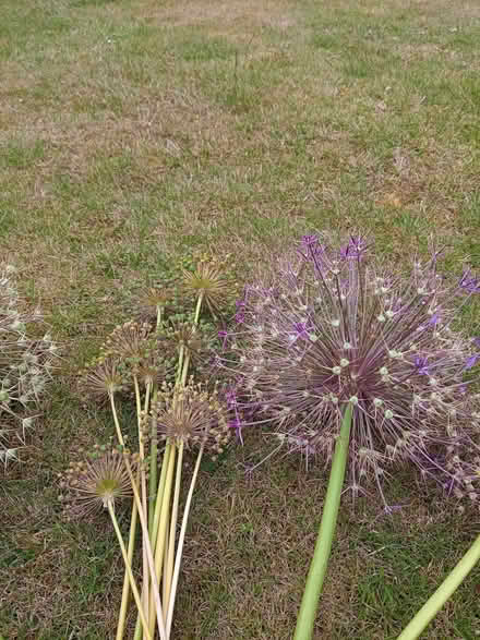 Photo of free Allium flower heads (Woodley RG5) #3