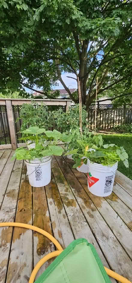 Photo of Plant Risers, Garden & House Items (Stanley Park Kitchener) #1