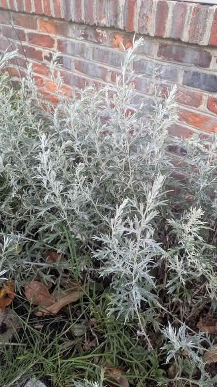 Photo of free plants (Kent Island) #1