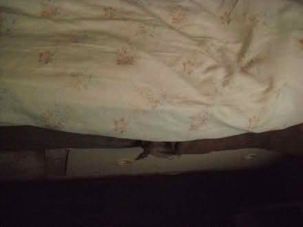 Photo of free Double bed (Grange Court E10) #4