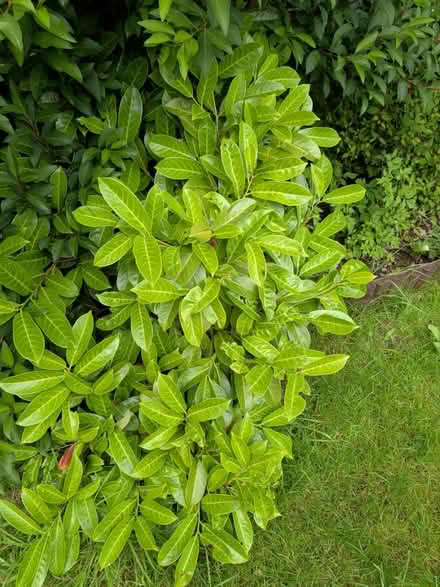 Photo of free Cherry Laurel, dig it out yourself (WV11 Essington) #1
