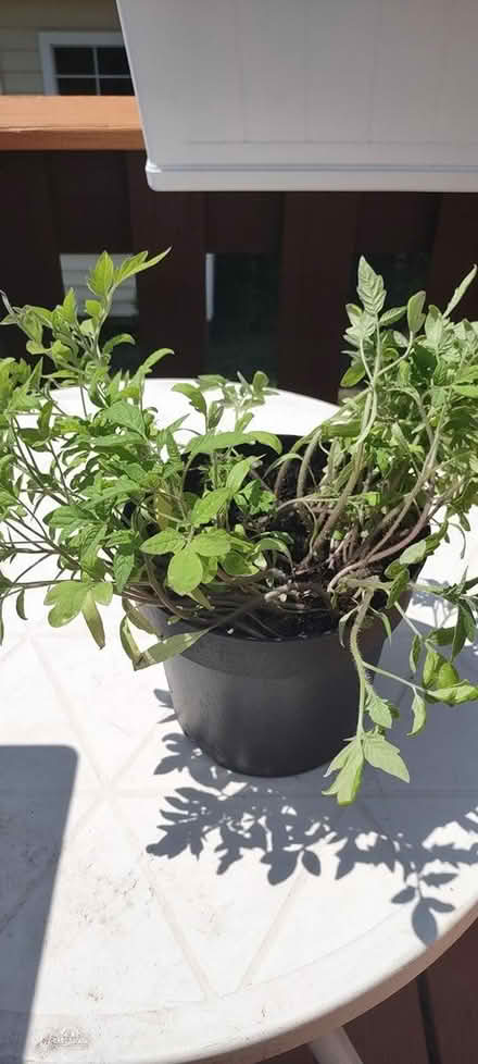 Photo of free Tomato seedlings (Everett) #1