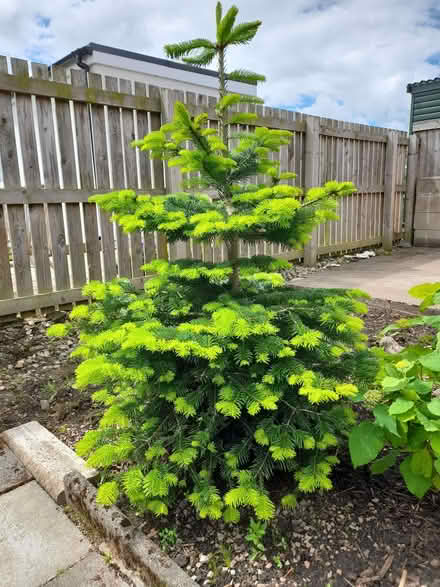 Photo of free 2 Living Nordmann Fir Christmas Trees (Carlisle CA3) #1
