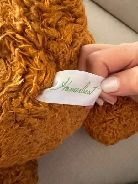 Photo of free Teddy Bear (Murray Hill, Manhattan) #3
