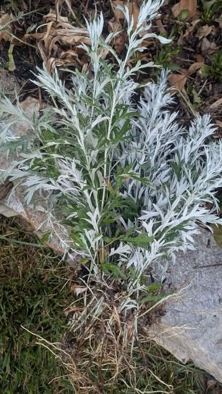 Photo of free plants (Kent Island) #3