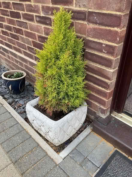 Photo of free Small Conifer (Christian Fields DA12) #1