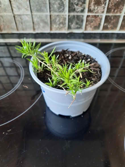 Photo of free Creeping phlox pink (Morden SM4) #2