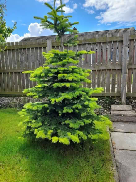 Photo of free 2 Living Nordmann Fir Christmas Trees (Carlisle CA3) #2