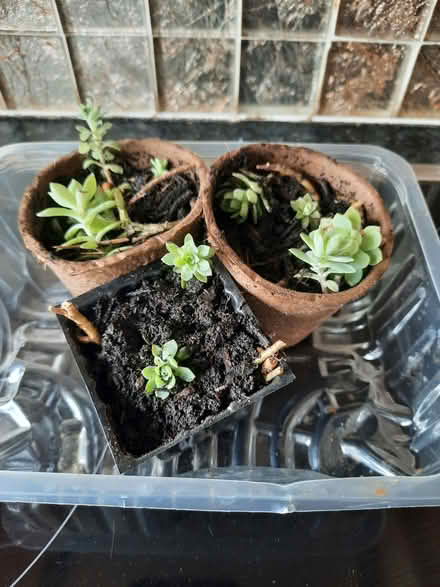 Photo of free Sedum Yellow Flowers (Morden SM4) #1