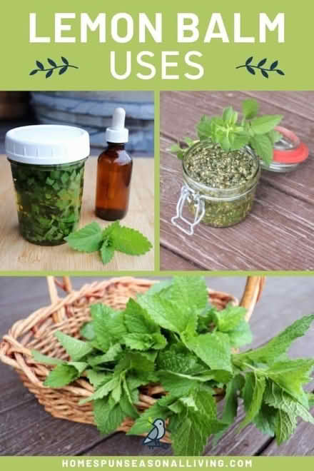 Photo of free Lemon Balm (Near the experimental farm) #1