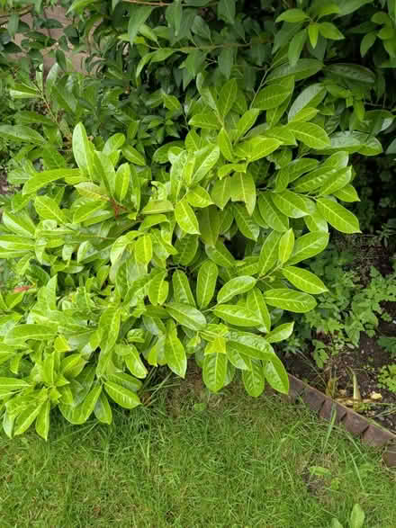 Photo of free Cherry Laurel, dig it out yourself (WV11 Essington) #2