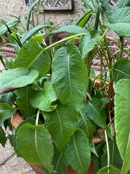 Photo of free Persicaria plants in terracotta pot (Braintree CM7) #2