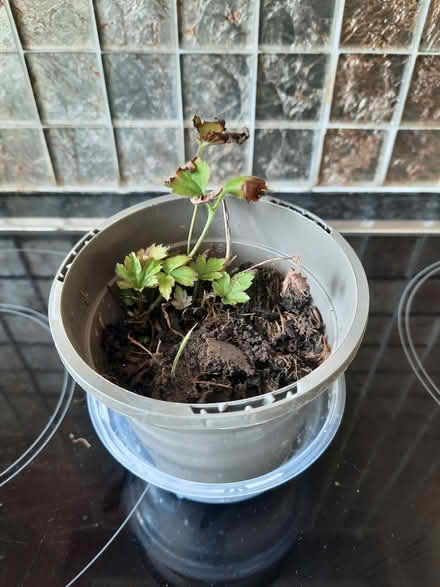 Photo of free Small Pink Japanese anemone cutting (Morden SM4) #4