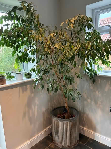 Photo of free Weeping Fig (Sproughton IP8) #1