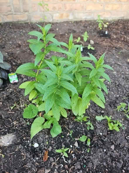Photo of free rooted Spearmint (Dunning, Chicago) #1
