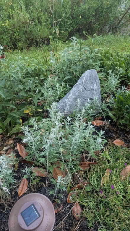 Photo of free plants (Kent Island) #2