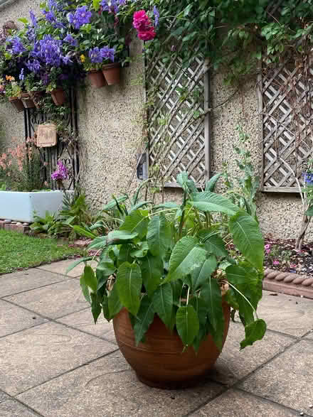 Photo of free Persicaria plants in terracotta pot (Braintree CM7) #1