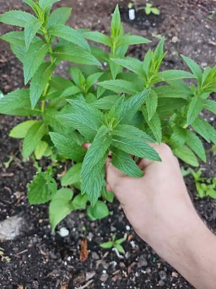 Photo of free rooted Spearmint (Dunning, Chicago) #2
