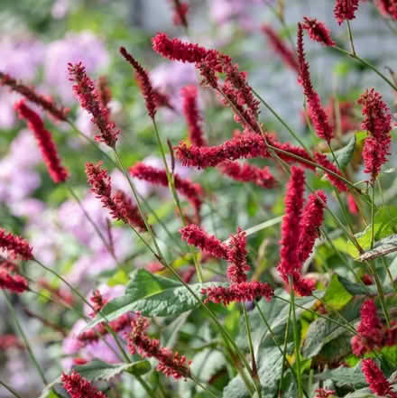 Photo of free Persicaria plants in terracotta pot (Braintree CM7) #3