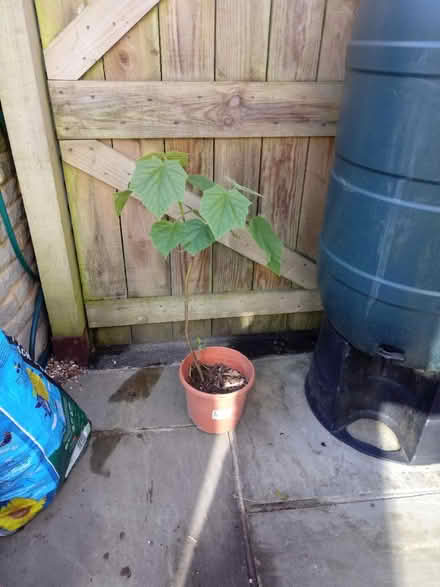 Photo of free Tree sapling (Horsham, near Bennetts Field) #1