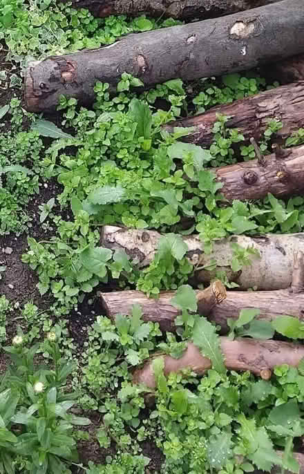 Photo of Logs small amount (Wallasey CH44) #1