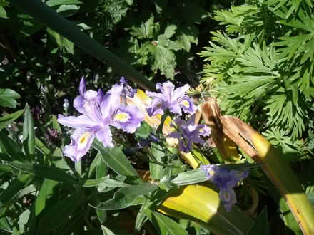 Photo of free Iris Ensata plants (Japanese Iris) (Neston CH64) #1