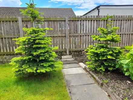 Photo of free 2 Living Nordmann Fir Christmas Trees (Carlisle CA3) #3