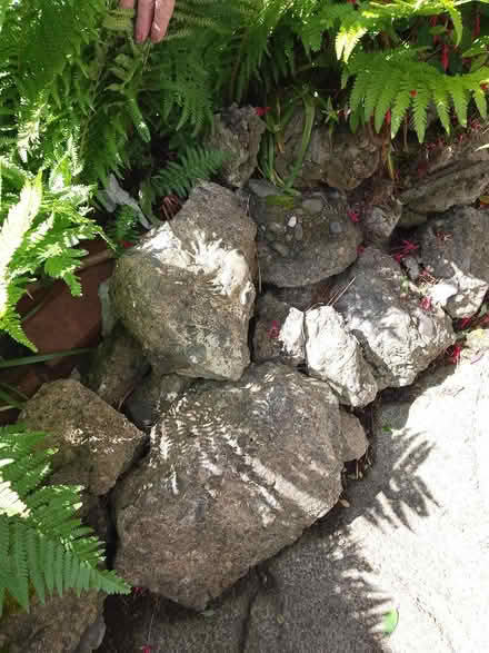 Photo of free stones for rockery (south shore blackpool) #1