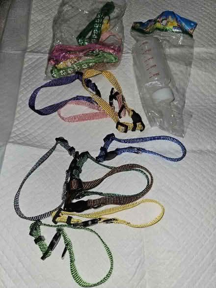 Photo of free Multi Coloured Puppy collars and a Feeding Bottle. (Queenstown FY1) #1