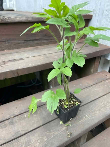 Photo of free 2 plants from sky nursery (wallingford) #1