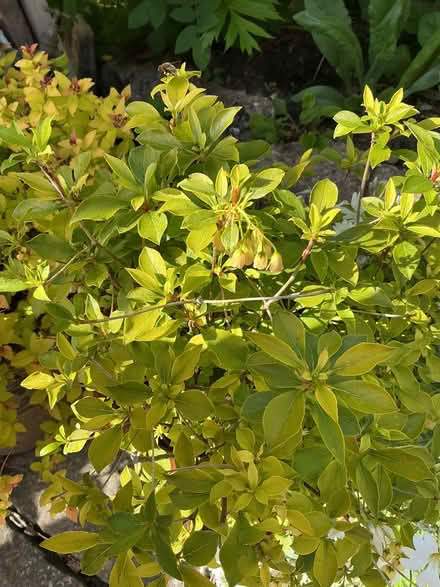 Photo of free Garden shrubs (Leasgill LA7) #2