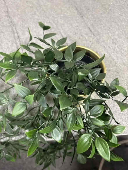 Photo of free Fake plant (Leeds LS2) #3
